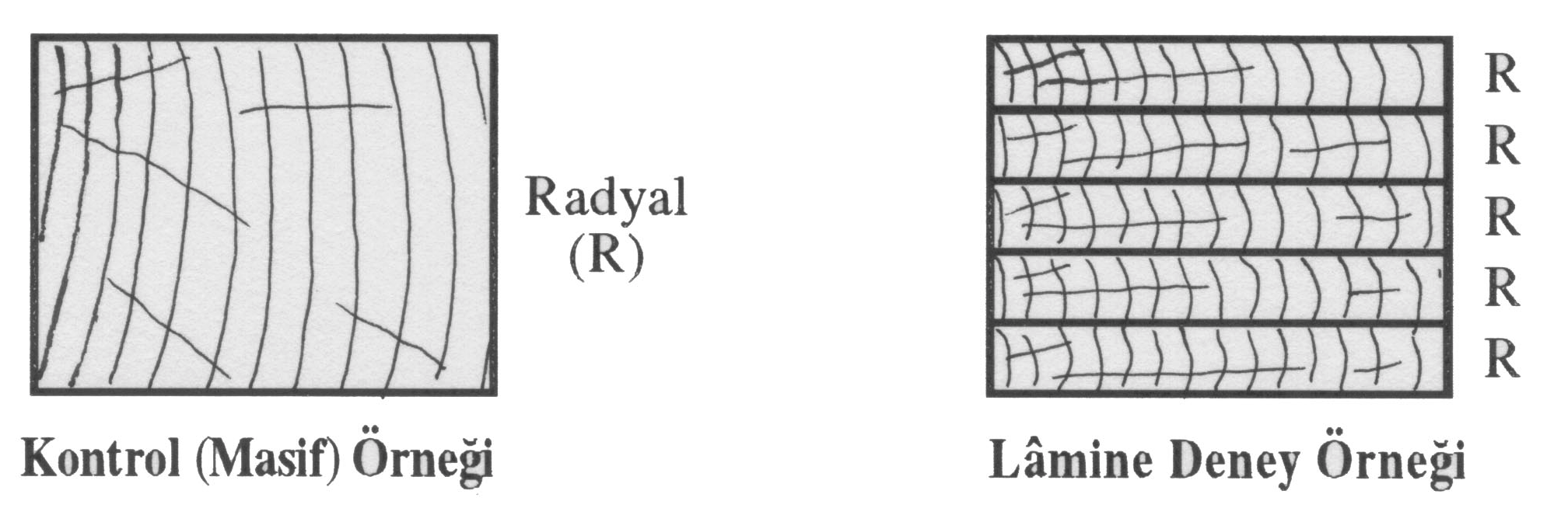 LAMİNE EDİLMİŞ DOĞU LADİNİ (Picea orientalis Lipsky) ODUNUNUN BAZI FİZİKSEL ve MEKANİK ÖZELLİKLERİ pres basıncı 0,6 N/mm 2, pres sıcaklığı 20 0 C, presleme süresi 20 dakika olmak üzere preslenmiştir.