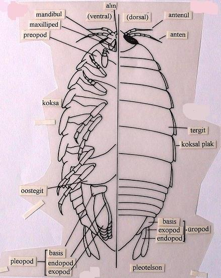 O. Isopoda Baş toraksın yalnızca 1 segmentiyle birleşmiştir. Karapas yoktur. Abdomen daima toraksdan kısadır.