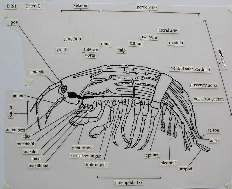 O. Amphipoda Vücut lateral olarak yassılaşmıştır. Başla toraksın ilk segmenti kaynaşmıştır. İlk toraks ekstremiteleri maksilliped halindedir.