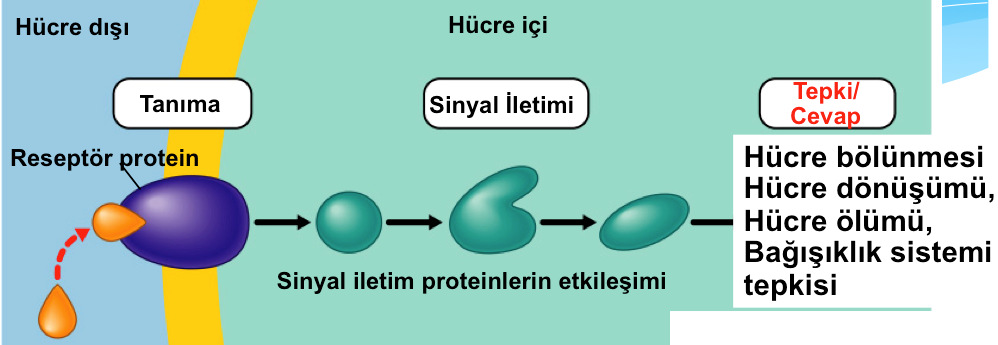 Hücre yüzeyi/dışı moleküllerin etkileşimleri Reseptör: insan hücre yüzeyinde bulunan tanıyıcı proteinler Reseptörler bakteri yüzey