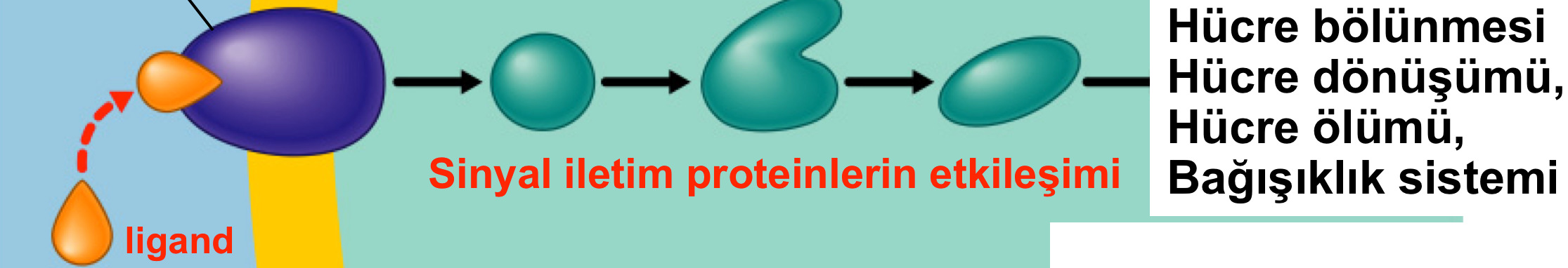 Hücre içi protein etkileşimleri Bakteri proteinleri insan hücrelerinin içine girebiliyor