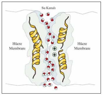 Akuaretikler Renal ADH V2