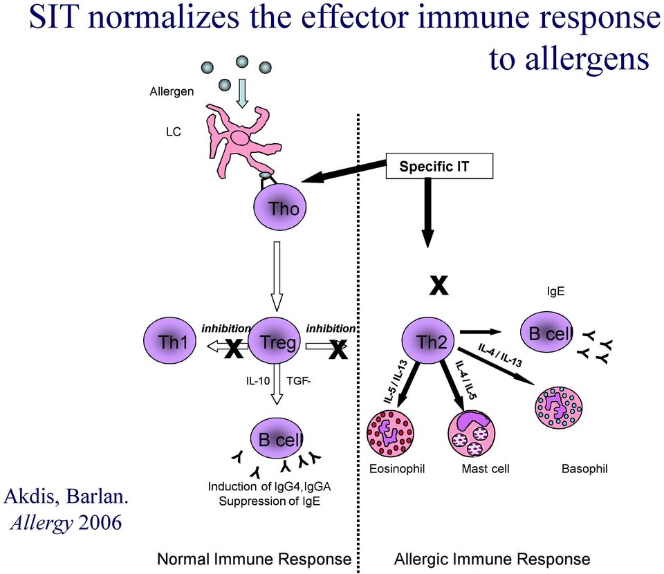 TGF- B cell Akdis, Barlan.