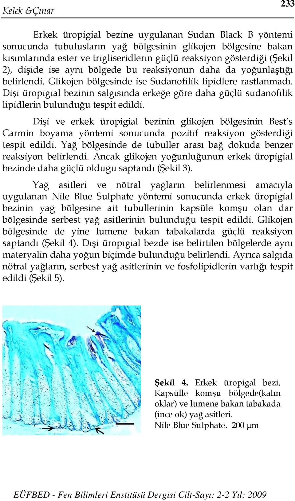 Dişi üropigial bezinin salgısında erkeğe göre daha güçlü sudanofilik lipidlerin bulunduğu tespit edildi.