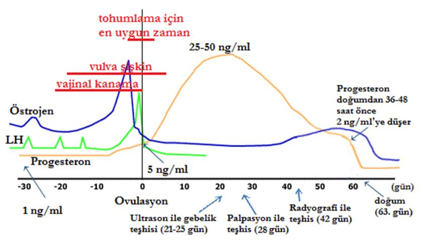 Köpeklerde östrus siklusunda hormonal değişiklikler Testosteron 1 ml Serum CLIA Endikasyon: Androjen düzeylerinin belirlenmesi ile kısırlaştırılmış ya da kriptorşit hayvanların ayırt edilmesi için