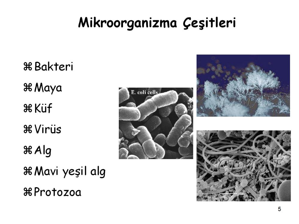 Mikroorganizmalar aynı hayvanlar alemi gibi çeşitli sınıflardan oluşmaktadır.