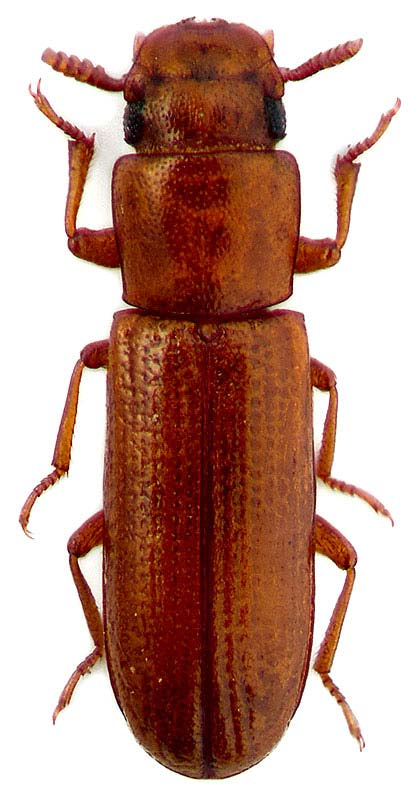 Latheticus oryzae Waterh. Erginler 2.5-3 mm. boyda, kırmızı veya kırmızımsı kahverengindedir.