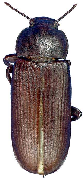 Tenebrio molitor L. (Un kurdu) Erginler 12-15 mm.