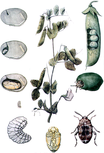 Bruchus pisorum L. (Bezelye tohum böceği) Erginler 4-5 mm. boyda, grimsi kahverengindedir.