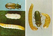 Larva ince, uzun, silindirik yapıda ve 5-7 mm. boydadır.