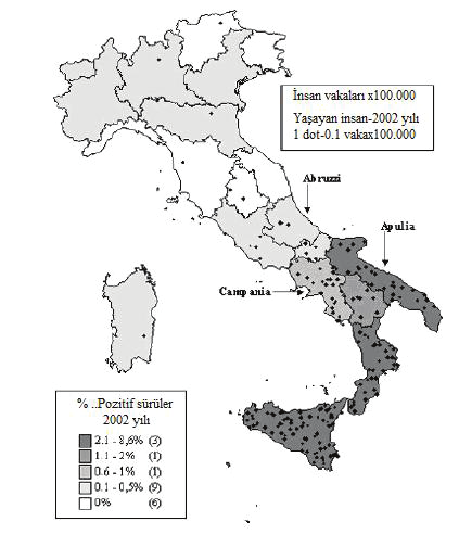Şekil-3. İtalya da 2002 yılında insan brusellosisi insidensi ile koyun-keçi brusellosisi prevalansı arasındaki ilişki (De Massis ve ark 2005).