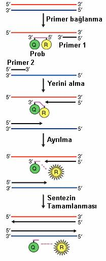 Şekil 6: TaqMan real-time PCR kuantifikasyonu PCR aşamasında üç çift primer kullanılır. 1. ve 2. primerler her bir DNA iplikçiği üzerinden replikasyonu başlatır. 3.