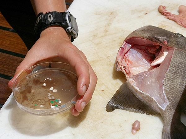 Kabuklu deniz ürünlerinde mikroplastik saptandı 25/01/2017 IMO dan HABERLER Birleşmiş Milletler in tavsiye organlarından GESAMP ın yürüttüğü çalışma sonucunda yayımlanan rapora göre, başta Asya
