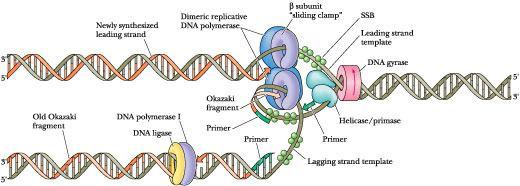 DNA giraz aynı zamanda DNA replikasyon çatalı boyunca yığılan süper helikslerin ilerlemesinden de sorumludur. Şekil 1. 1. DNA giraz ın iģlevi (Yedekci 20