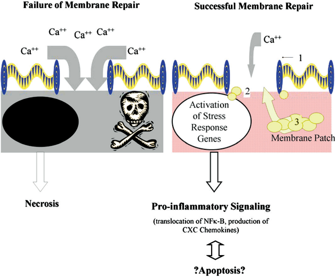 Biotravma Nicholas E. Vlahakis and Rolf D. Hubmayr.