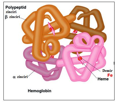 5 1.1 Hemoglobin 1.1.1 Hemoglobin Molekülü ve Yapısı Hemoglobin (Hb) molekülü, kırmızı kan hücrelerinde bulunan ve oksijen bağlama kapasitesine sahip bir çeşit proteindir ve başlıca görevi