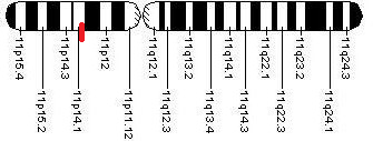 15 1.2.2.2 Beta Talasemi β-globin genleri (ε, γ, δ ve β) 11. kromozomun kısa kolu üzerindeki 11p 15.