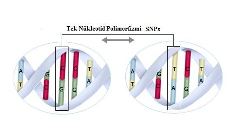 36 1.4.1.1.1 Tek Nükleotid Değişim (Single Nucleotide Polymorphism:SNP) SNP ler genetik bir lokusta farklı alleller oluşturacak biçimde spesifik bir bölgedeki bir baz veya bazlarda meydana gelen