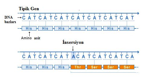 38 Transversiyon: Dizi içindeki bir pürin bazının (A,G) bir primidin bazına (T,C) veya bir primidin bazının bir pürin bazına dönüşmesine transversiyon denir (Şekil 1.20.). A, G T, C T, C G, A İnsersiyon: DNA içerisine tek bir nükleotid ya da nükleotidlerin eklenmesine insersiyon denilmektedir.