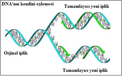 50 kesimi farklı bölgeden ve rastgele yapmaktadır. Kesim tanıma bölgesine çok yakındır (Marfurt, 2003; Murray, 2000; Pingoud ve ark., 1997; Meisel ve ark., 1995).