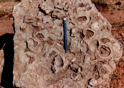 52 A. TURAN a b c d e c f a: Kuşakdağı formasyonunda Mizza lı kireçtaşları ve kuvarsit kamaları; b: Kuşakdağı formasyonunda Syringopora tipi mercanların oluşturduğu koloni; c: Beyreli formasyonunda