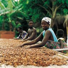 6 ayın sonunda kakao meyveleri tamamen gelişmiş ve renkleri yeşilden sarı-turuncuya dönmüştür. Meyveler özenle ve dallara zarar vermeden plantasyon işçileri tarafından toplanır.