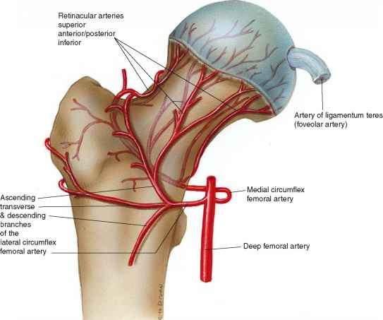14 yaparak kalçanın arterial anastomozuna katkıda bulunurlar.