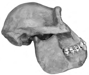 Ünite 5 - nsan n Evrimi 101 niyle australe (=güney) ve pithecus (=maymun) sözcüklerinden türetilerek Australopithecus ismi verilmifltir.