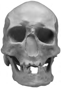 108 Antropoloji Foto raf 5.13 Homo Heidelbergensis Kafatas Fosili Kaynak: Y lmaz Selim Erdal Arflivi Foto raf 5.