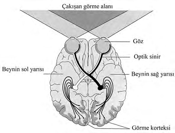 Ünite 4 - nsan n Canl lar Dünyas ndaki Yeri ve Biyolojik Çeflitlili i biçimidir. Bu özellik ayn zamanda görülen objelerin boyutunun tahmin edilmesine de olanak sa lamaktad r.