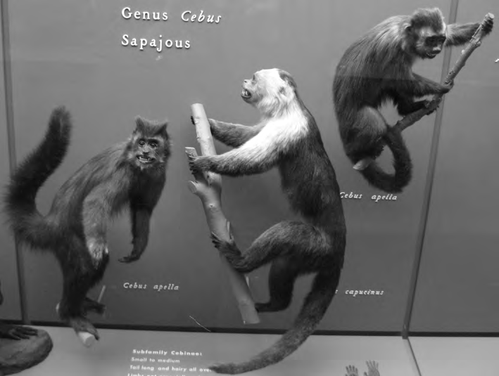 74 Antropoloji run kanatlar d fla dönük burunlara sahip Yeni Dünya maymunlar platirini olarak da bilinmektedir. Yaflam alanlar n Orta ve Güney Amerika n n ormanl klar oluflturmaktad r. Foto raf 4.