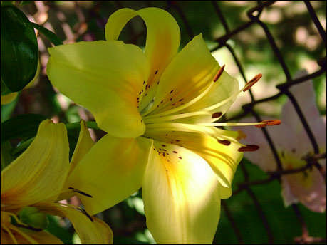 Resim 1.1:Zambak çiçeği Zambak eski çağlarda bile çok sevilmiş ve çeşitli mimari bezemelere konu olmuştur. Bazı armalarda amblem olarak kullanılan ve saflığın simgesi olan bir çiçektir.