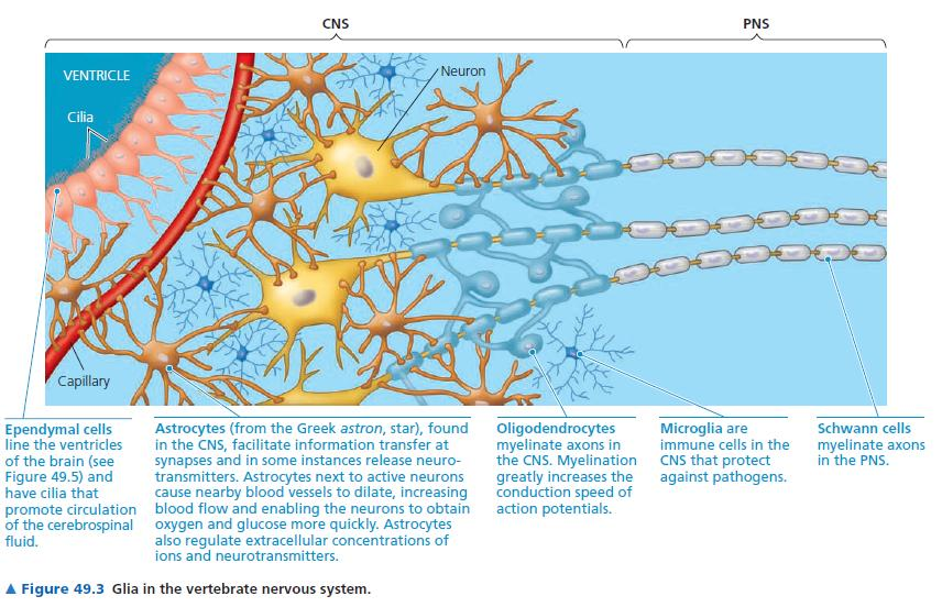 1. Sinir Sistemi Organizasyonu Omurgalılarda sinir sistemi iki kısımda incelenir; bunlar merkezi sinir sistemi [central nervous system, (CNS)] bu bilgiyi taşıyan ve açığa çıkmasını sağlayan periferal