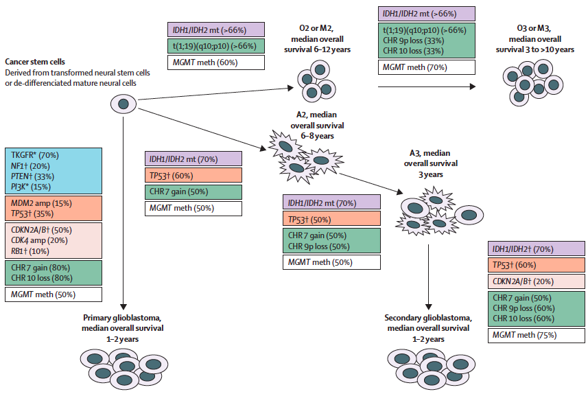 Gliomagenezis TKGFR yolu p53 yolu RB yolu Hcre metabolizması Kromozom