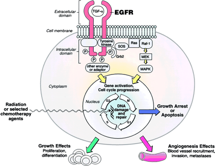 Neden EGFR (III) önemli? EGFR nin yapısal olarak aktif genomik delesyon varyantı olan EGFR variant III, tmör hcrelerinin yzeyinde bulunan bir reseptör olup normal dokularda bulunmaz.