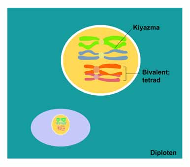 Şekil 11: Pakiten evresini göstermektedir. 4. Diploten:Homolog kromozomlar birbirlerinden ayrılır. Fakat her kromozomda birkaç yerde birbirlerine bağlı kalırlar (kiazma noktaları).