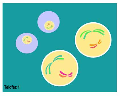 Şekil 15: Telofaz I evresini göstermektedir. II. İkinci Mayoz Bölünme : Birinci mayoz bölünmenin hemen ardından, oluşan yavru hücreler ikinci mayoz bölünmeye girerler.