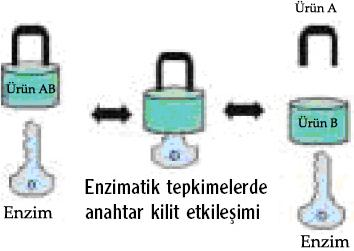 4. ENZİMLER ve KLORSUZ AĞARTMA SİSTEMLERİ Enzimler, karbon, oksijen, hidrojen ve azottan oluşan; bakteriler, virüsler ve mantarlar gibi yaşayan mikroorganizmalar tarafından salgılanan; metabolik