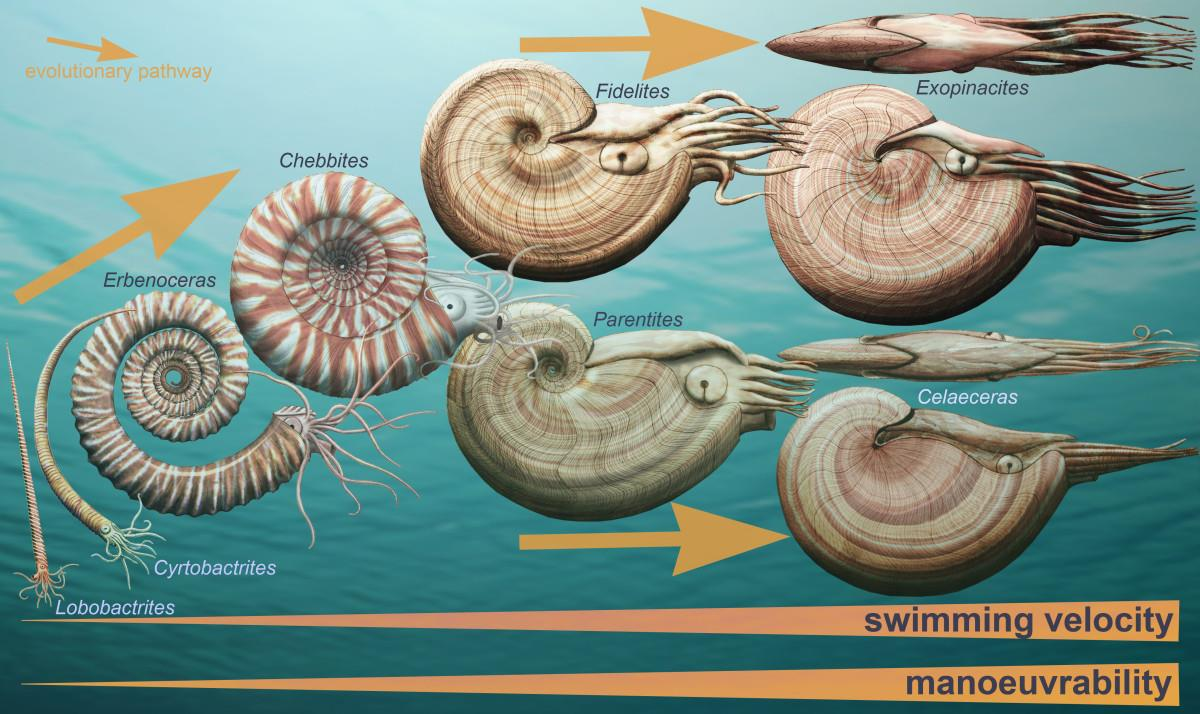 Morphological evolution of externally-shelled cephalopods during the most intense phase of the "Devonian Nekton Revolution" in the Early and early Middle Devonian [Credit: Monnet