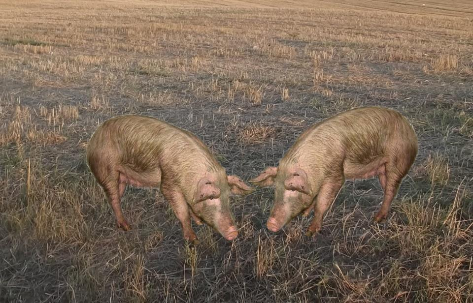 Epizootiyoloji Bulaşma Kronik Gizli infekte domuzlar burun