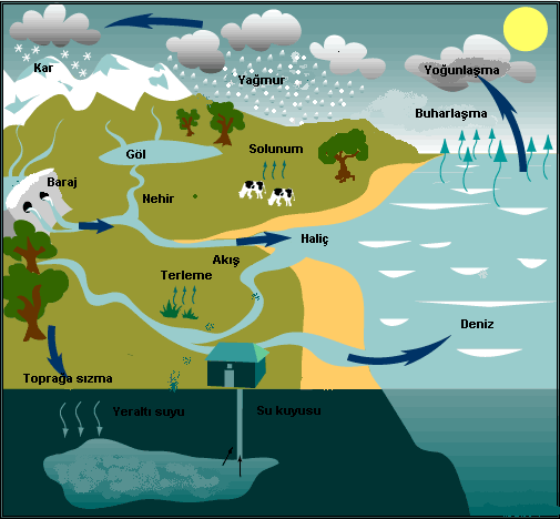 SU DÖNGÜSÜ (Water Cycle) Merkezde Bulunduğu Yer: Yeryüzü (Earth) standında bulunmaktadır. Güneş ışınları yeryüzündeki deniz, göl ve akarsularda bulunan suyu buharlaştırır.