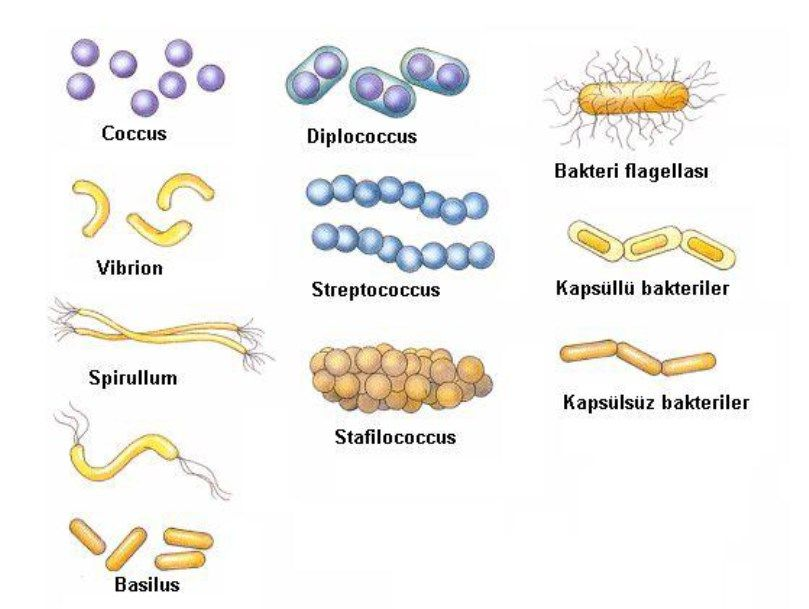 KAYSERİ BAKTERİLERİ (Kayseri Bacteria) Merkezde Bulunduğu Yer: Hayat (Life) standında bulunmaktadır. Bakteriler tek hücreli mikroskobik organizmalardır.