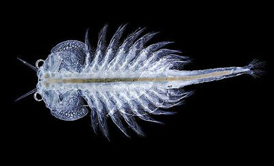 IŞIĞIN ÇEKİCİLİĞİ (Light Attraction) Merkezde Bulunduğu Yer: Hayat (Life) standında bulunmaktadır. Artemia, tuzlu göl sularında yaşayan bir tür eklembacaklıdır. Tuz karidesleri olarak da bilinirler.