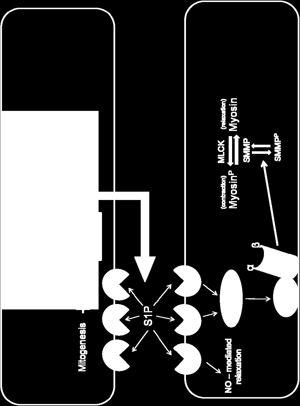 Sphingosine-1-Phosphate/Rho-kinase düz kas kasılma yolu Sandhu et al.