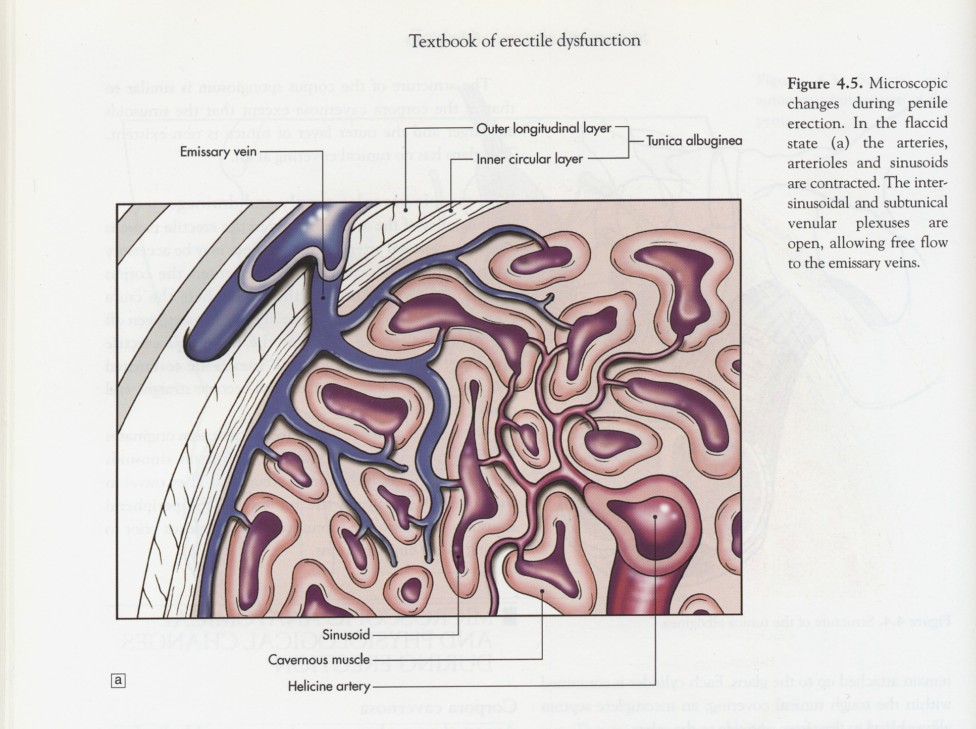 Flaccid State Kavernozal Venöz Arteryal