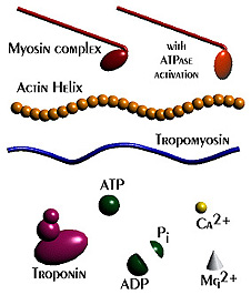 Aktin/Myozin