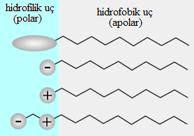 1. GĠRĠġ 1.1. Yüzey Aktif Monomerler Yüzey aktif maddeler, su ile etkileşiminde çözünebilme özelliğine sahip polar karakterli bir baş grup (hidrofilik) ile su içeresinde çözünme kabiliyeti olmayan