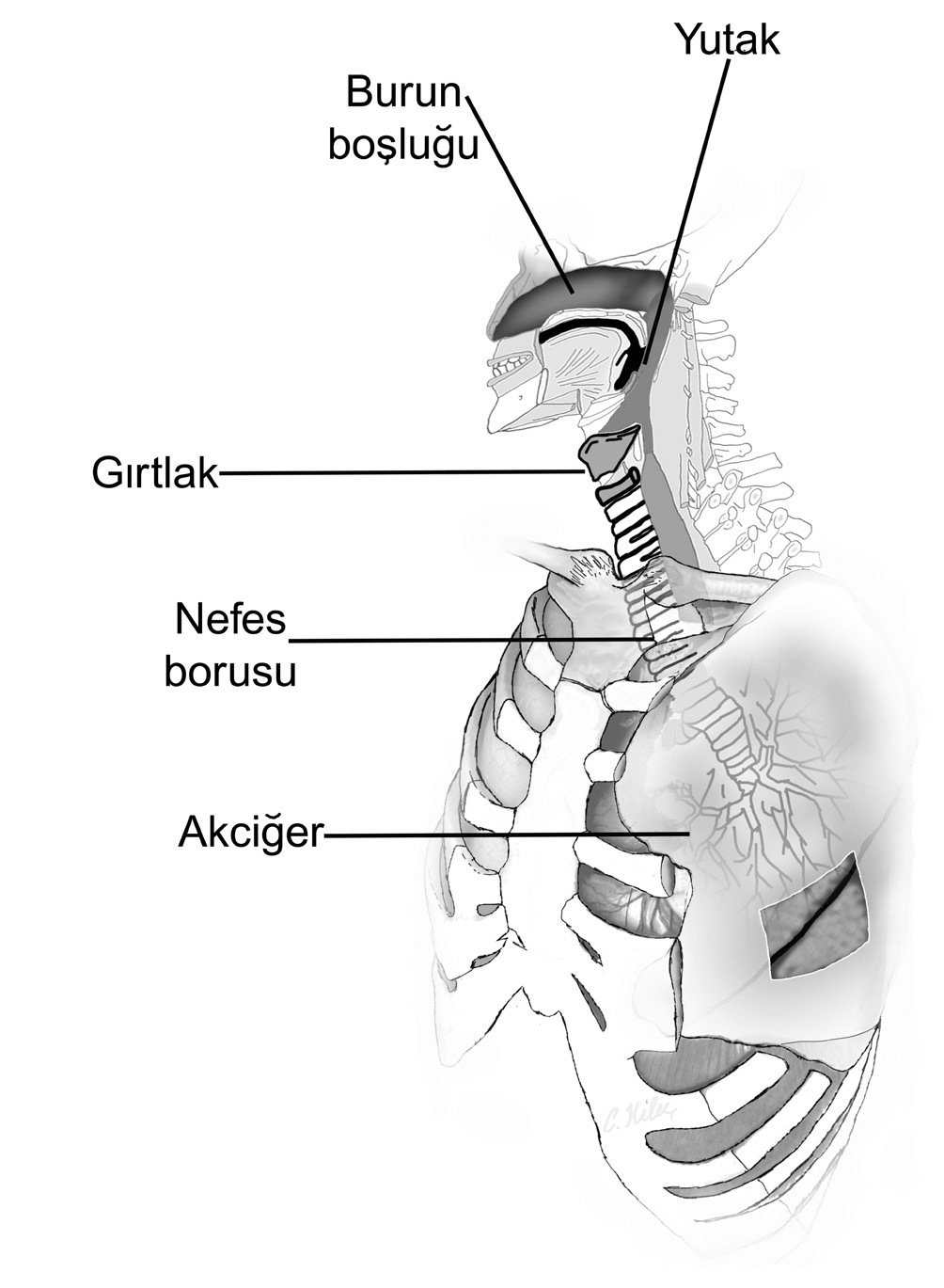 Solunum yolları Üst solunum yolları; nasus (burun), pars nasalis pharyngis (burun yutağı) ve larynx (gırtlak) şeklinde, Alt solunum yolları;