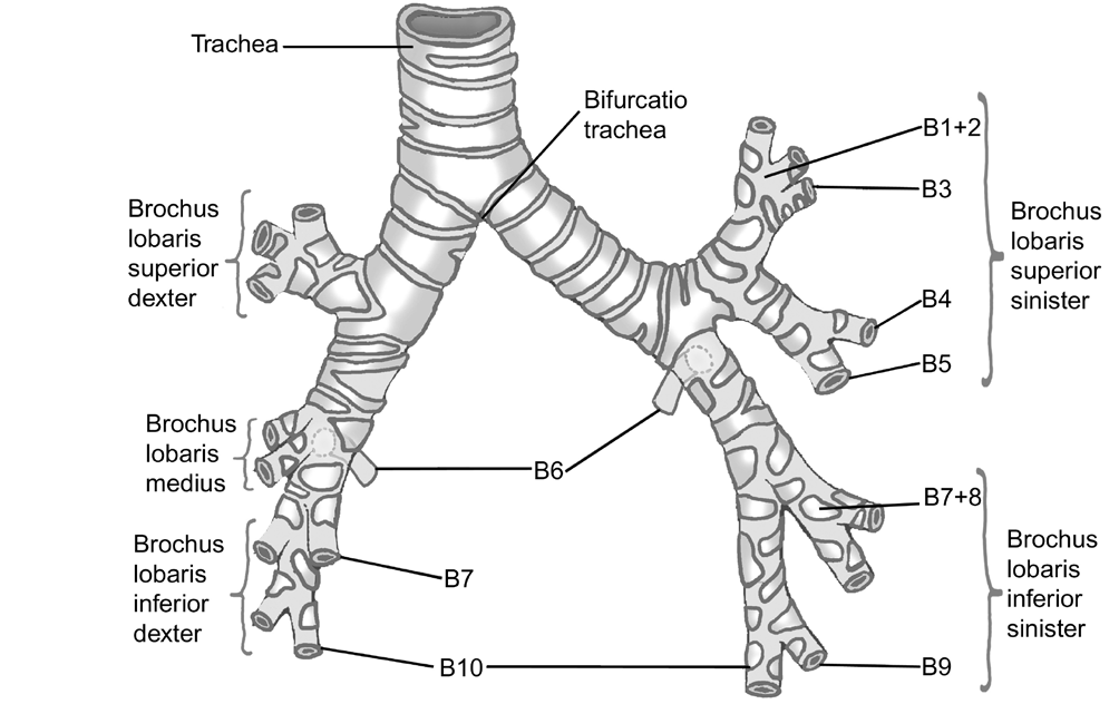 10 Bronchi (bronşlar, büyük hava yolları) Pulmones (akciğerler) Akciğerler göğüs boşluğu içinde, diaphragma dan clavicula nın (köprücük kemiği) biraz üzerine kadar uzanır.