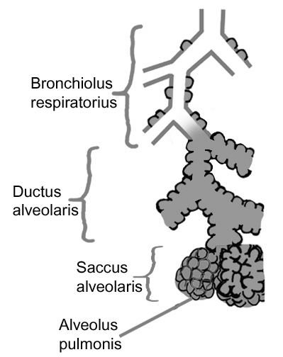 Lobulus pulmonis (akciğer lobçuğu); bronchiolus respiratorius, ductus alveolaris, saccus alveolaris ve alveolus pulmonis